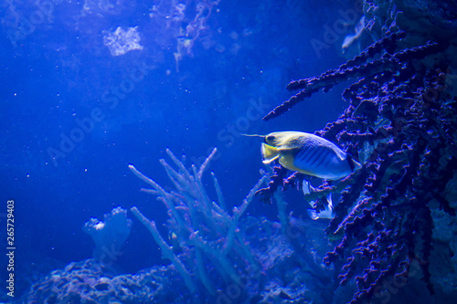 Butterfly fish swimming in deep blue water