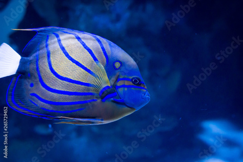 Vibrant blue striped angel fish