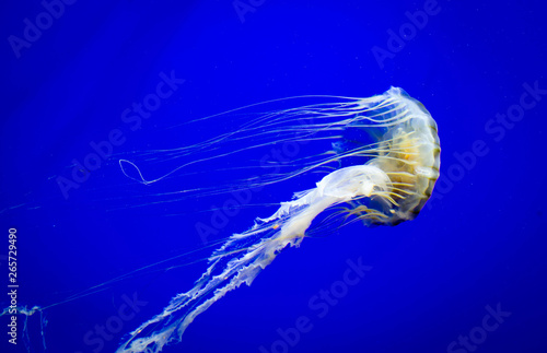 Japanese sea nettle jellyfish swimming side ways