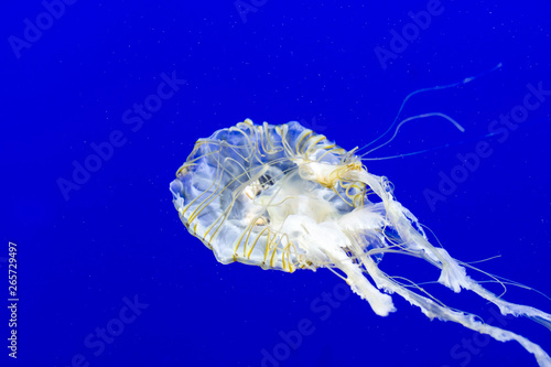 Under side of Japanese Sea Nettle jellyfish