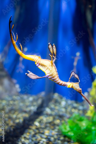Closeup of weedy sea dragon