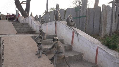 Langur monkeys live near people. photo