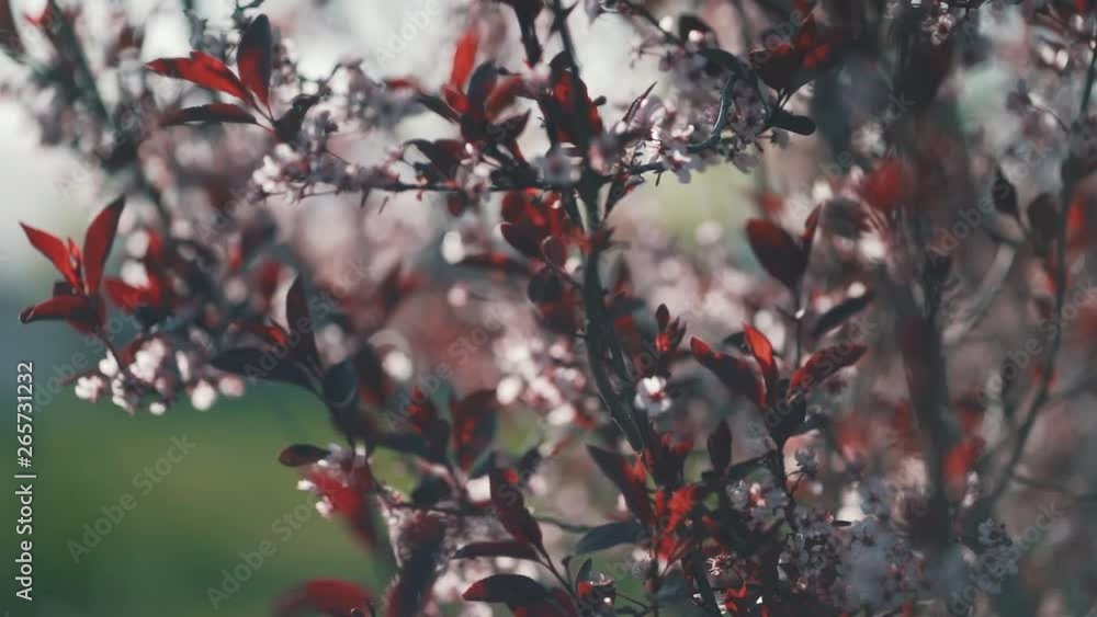 a slow motion video of a sand cherry bush with white flowers and red leaves. a slow motion video of a sand cherry bush with white flowers and red leaves.