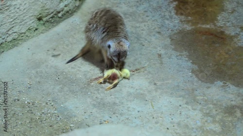 Rock hyrax playing with dead chicken in a zoo