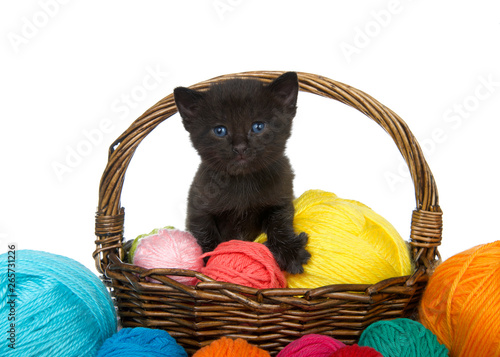 Adorable black tabby kitten with blue eyes in a brown woven basket full of yarn overflowing yarn onto table, isolated on white background. Kitten looking directly at viewer © sheilaf2002