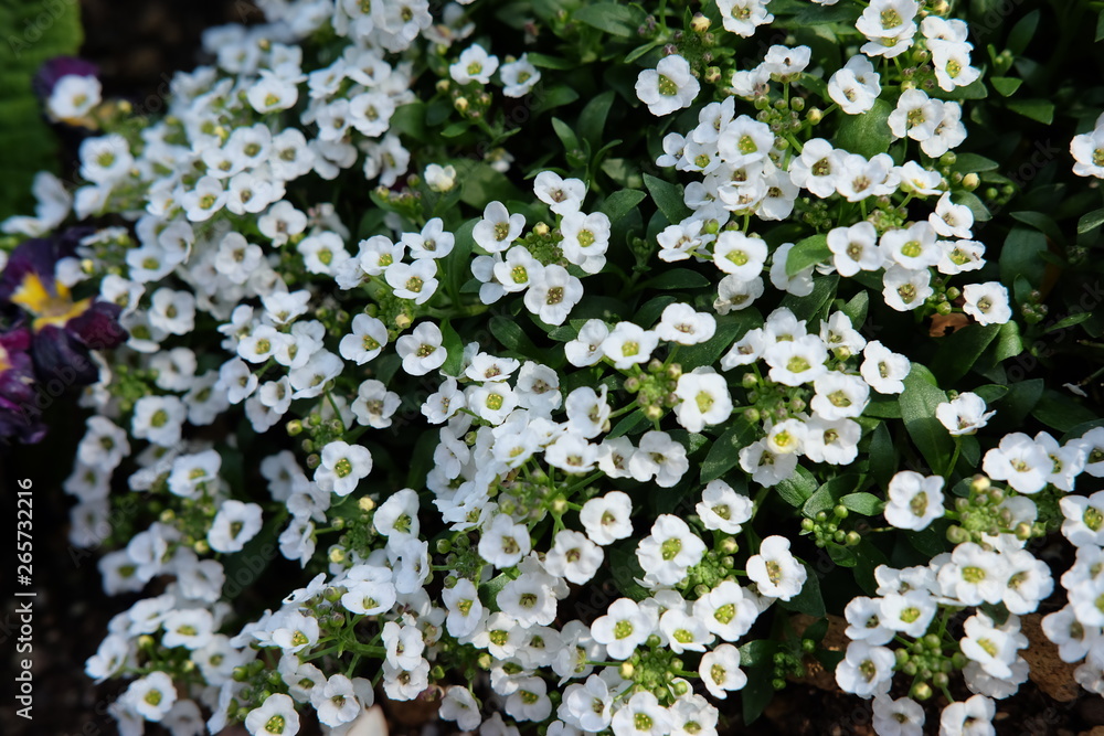 White Flower Wallpaper White Flower Wallpaper