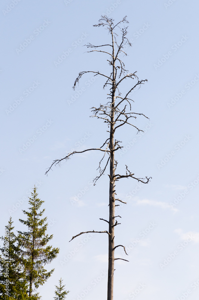 Standing dead tree against a blue sky Standing dead tree against a blue sky