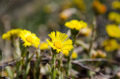Closeup of an early blossom Coltsfoot flower