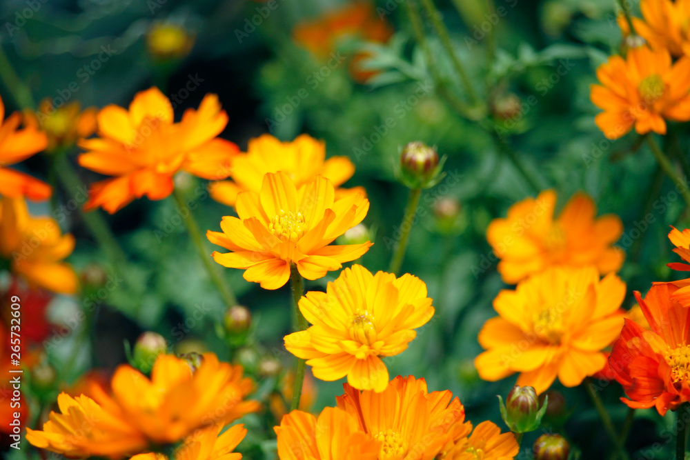 Orange blooming zinnia flowers in garden for nature backgroun. Orange blooming zinnia flowers in garden for nature backgroun.