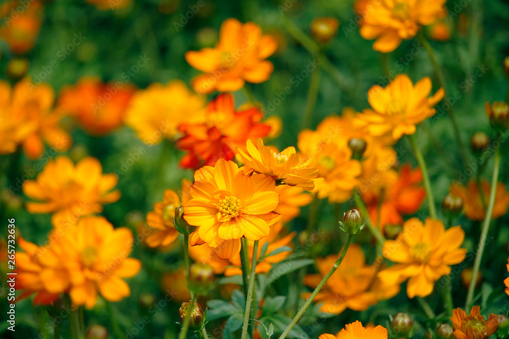 Orange blooming zinnia flowers in garden for nature backgroun. Orange blooming zinnia flowers in garden for nature backgroun.