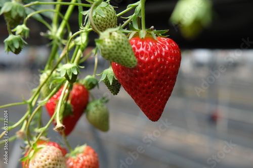 strawberries in the garden