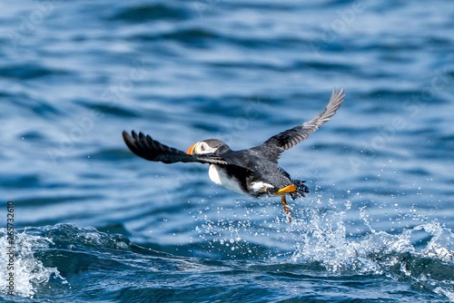 a flying seabird