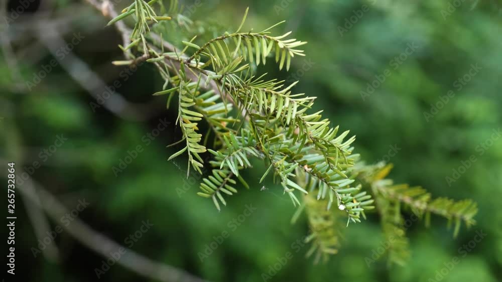 Branch of coniferous tree Japanese Yew in light spring wind Branch of coniferous tree Japanese Yew in light spring wind