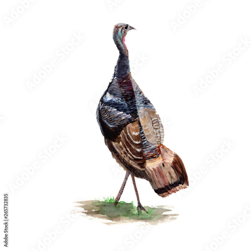 Turkey watercolor isolated . Turkey on white background. Watercolor hand painted illustration of Turkey.