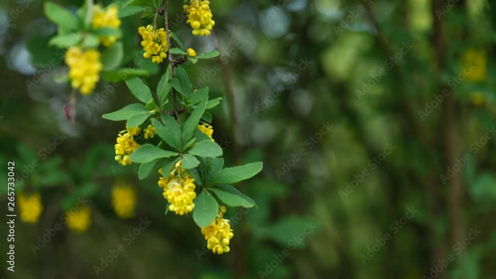 Green spring leaves and yellow flowers of Red-Stemmed Barberry Green spring leaves and yellow flowers of Red-Stemmed Barberry