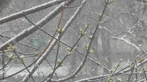 Spring, green buds began to swell, white snow began to fall and a strong cold wind was blowing. 