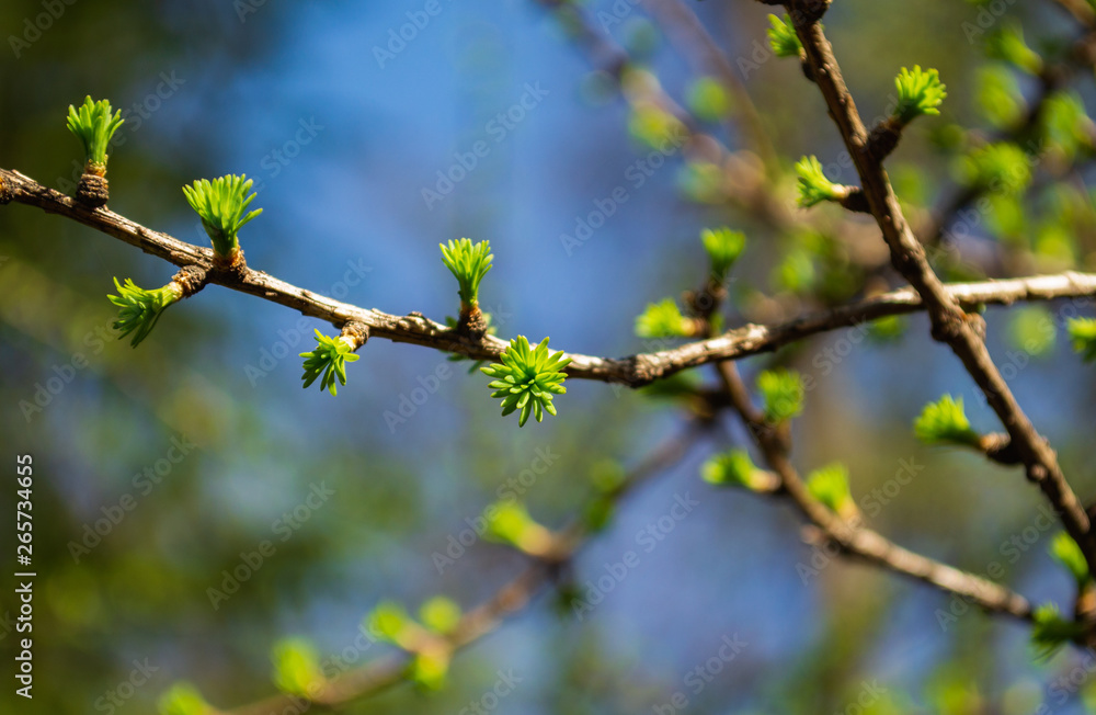 Green branches of a larch conifer tree in the sunlight. Larix decidua Pendula. Natural spring background Green branches of a larch conifer tree in the sunlight. Larix decidua Pendula. Natural spring background