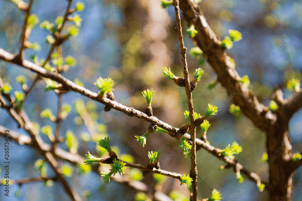 Green branches of a larch conifer tree in the sunlight. Larix decidua Pendula. Natural spring background Green branches of a larch conifer tree in the sunlight. Larix decidua Pendula. Natural spring background