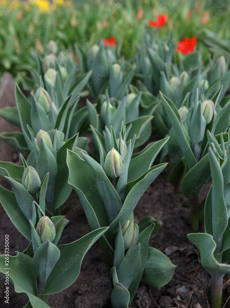Obraz premium Landscape with flowers.