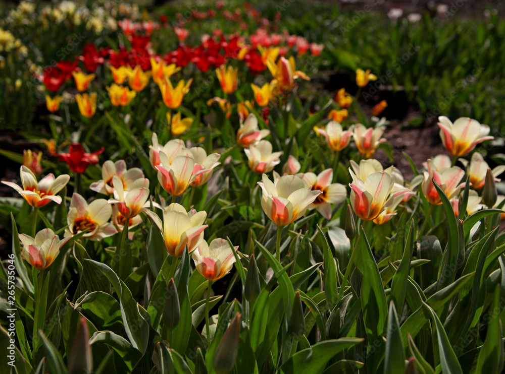 Obraz premium Landscape with flowers.