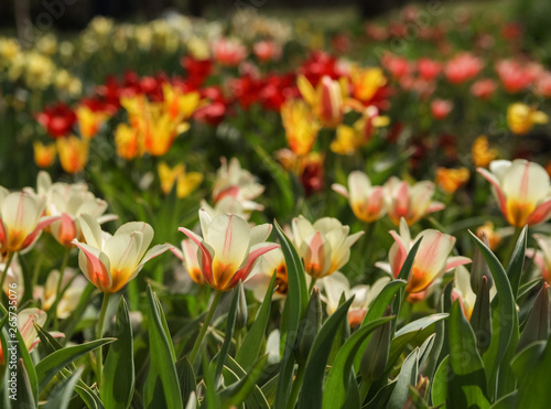 Landscape with flowers.