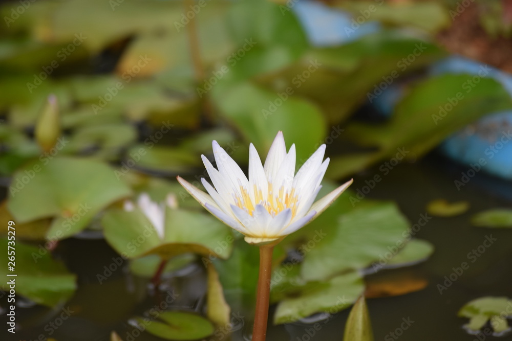 Nymphaea odorata - white water lily