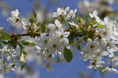 Spring flowering cherry.