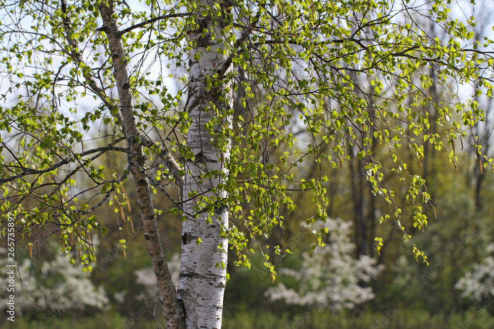 Fototapeta premium Birch tree in a spring time.