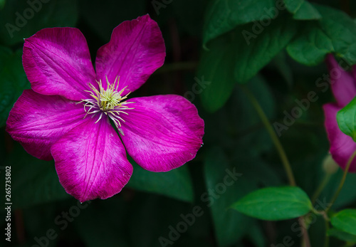 Single beautiful magenta clematis flower closeup in a garden