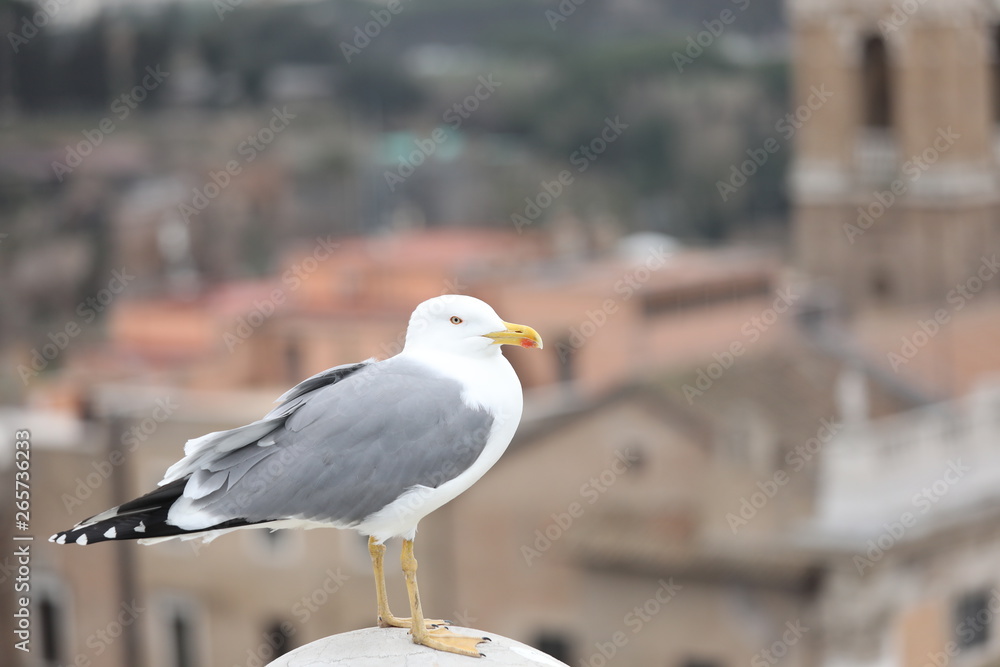 seagull with grey and white plumage in european city seagull with grey and white plumage in european city