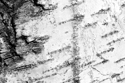 Old birch tree bark texture close up. Tree bark background black and white