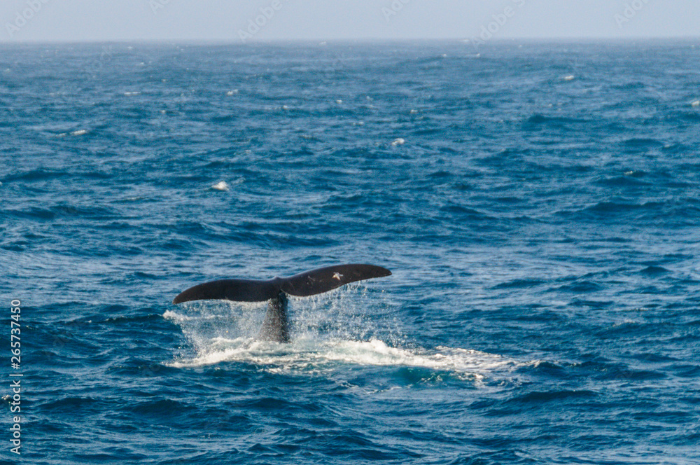 Fototapeta premium Diving Whale