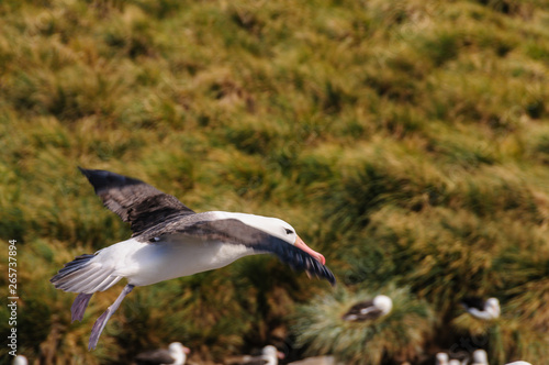 Black-Browed Albatross in Flight
