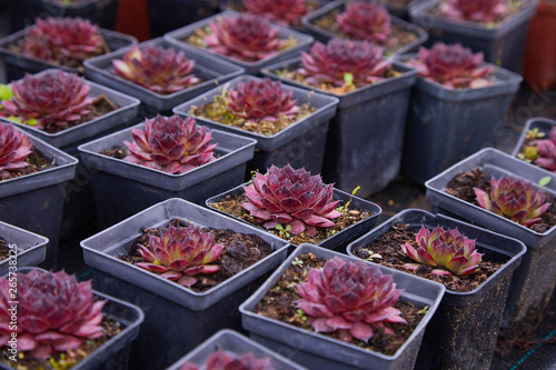 Succulent plants in pots for sale in street market  Many different plants in flower pots mix selling in flowers store  top view. Garden center with lot potted small cactus plants sale on flower market