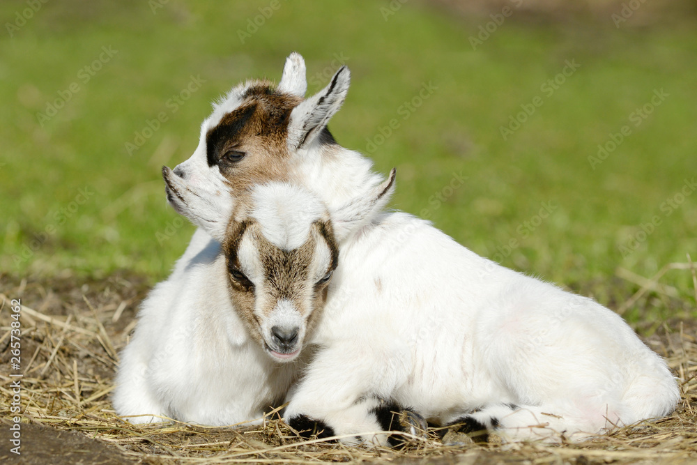 Goat kids lying on meadow and sleep