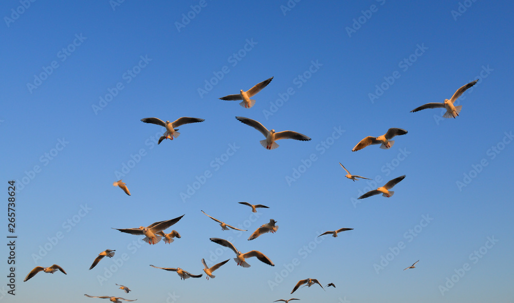 Fototapeta premium Seagulls flying in a blue sky background