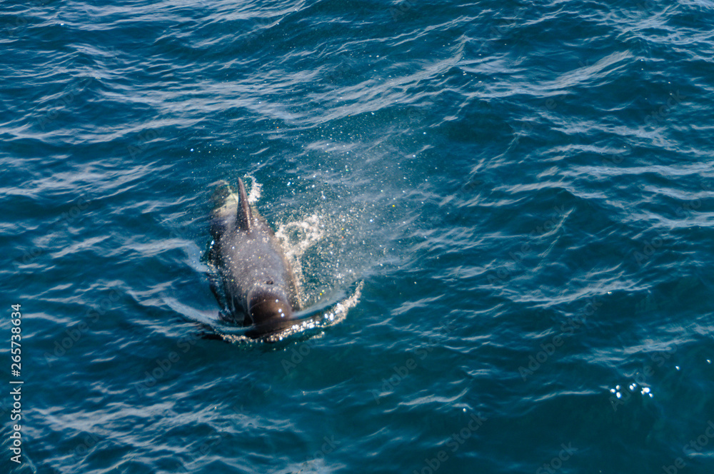 Obraz premium Long-Finned Pilot Whales in the Southern Atlantic Ocean