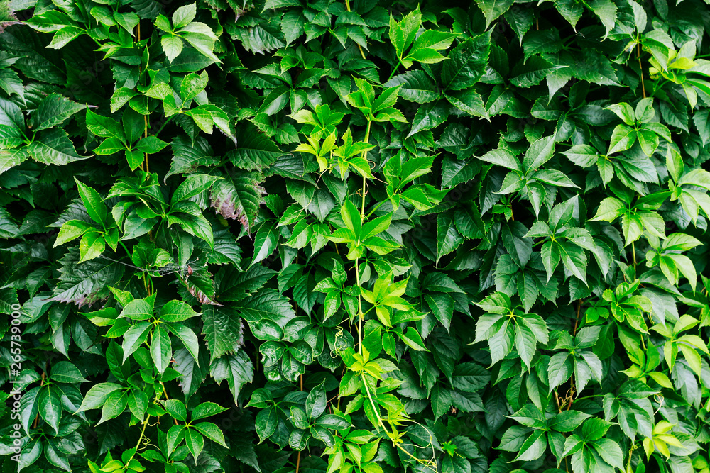 Obraz premium Parthenocissus plant on the wall. Green virginia creeper leaves.