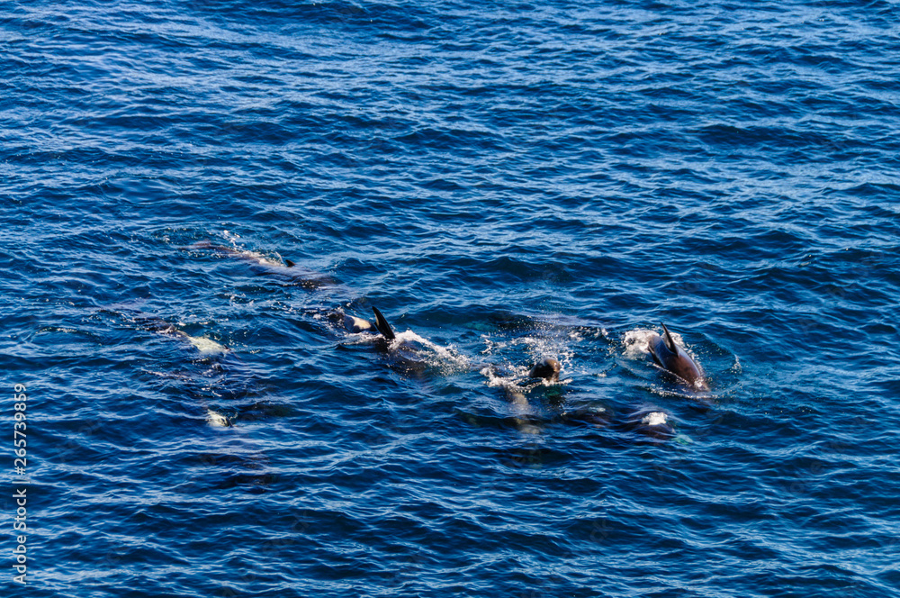 Naklejka premium Long-Finned Pilot Whales in the Southern Atlantic Ocean