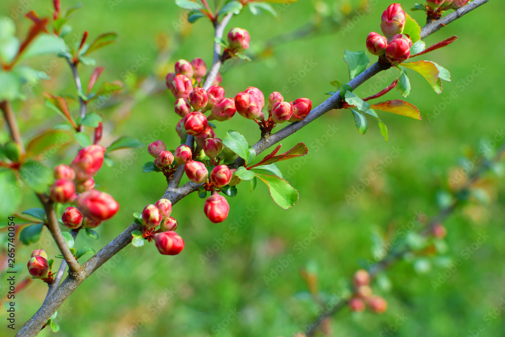 Quince or chaenomeles buds growing on plant branch on green blurred grass background in spring garden, copy space.