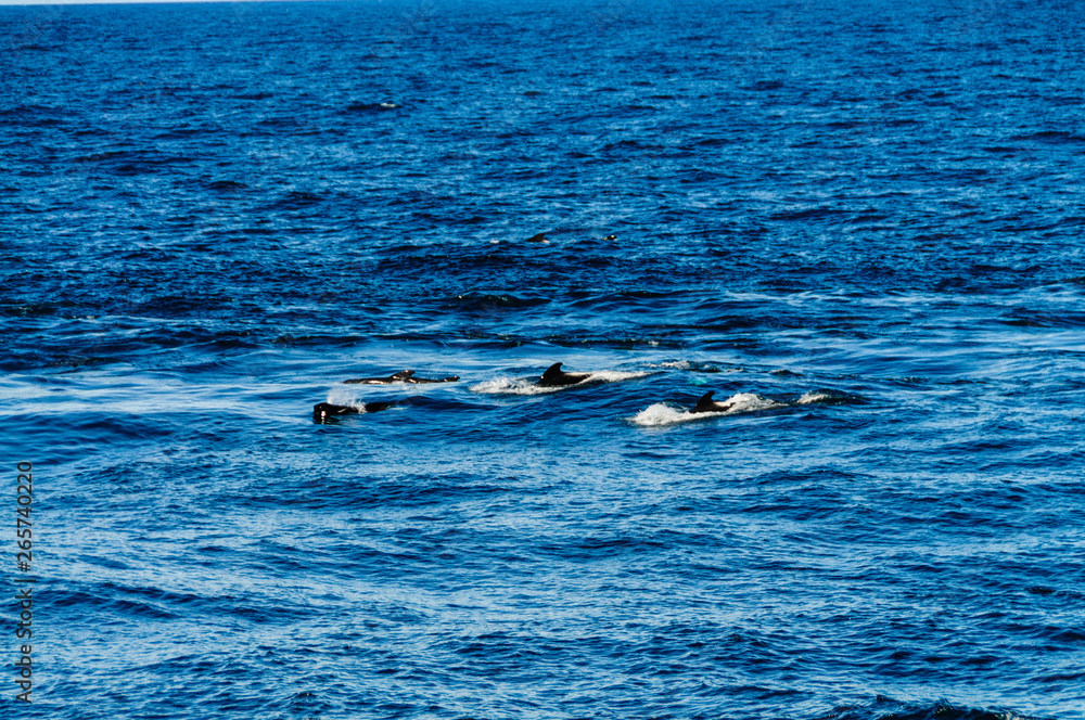 Obraz premium Long-Finned Pilot Whales in the Southern Atlantic Ocean