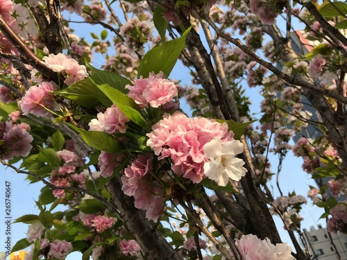 春の花
