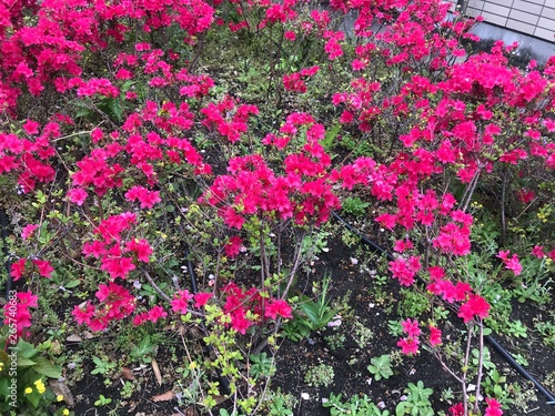 春の花