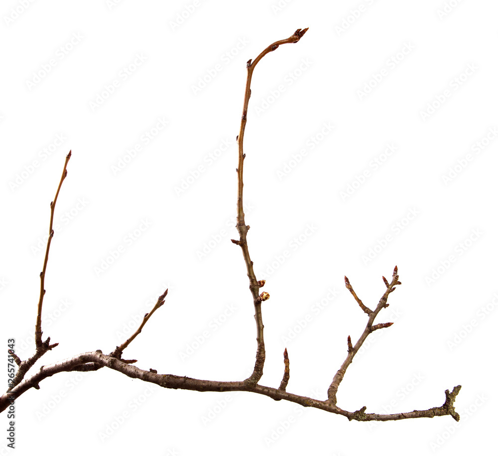 Dry pear branch with cracked bark on an isolated white background Dry pear branch with cracked bark on an isolated white background