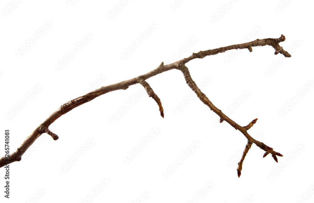 Dry pear branch with cracked bark on an isolated white background