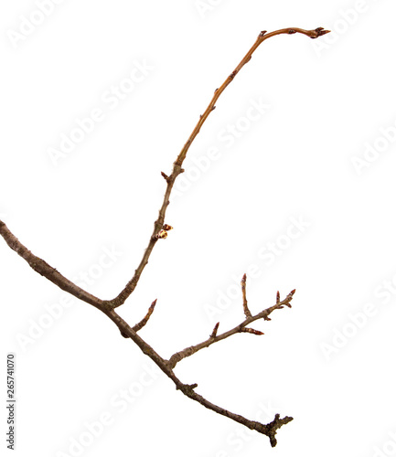Dry pear branch with cracked bark on an isolated white background