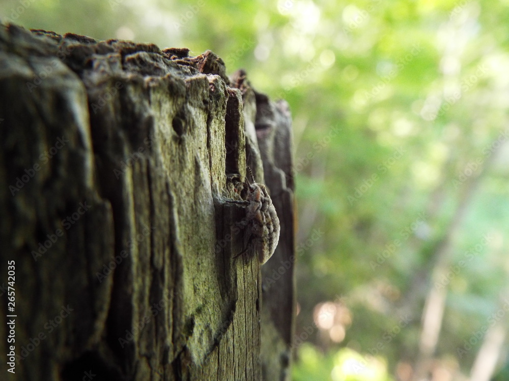 Obraz premium オオワラジカイガラムシ scale insect