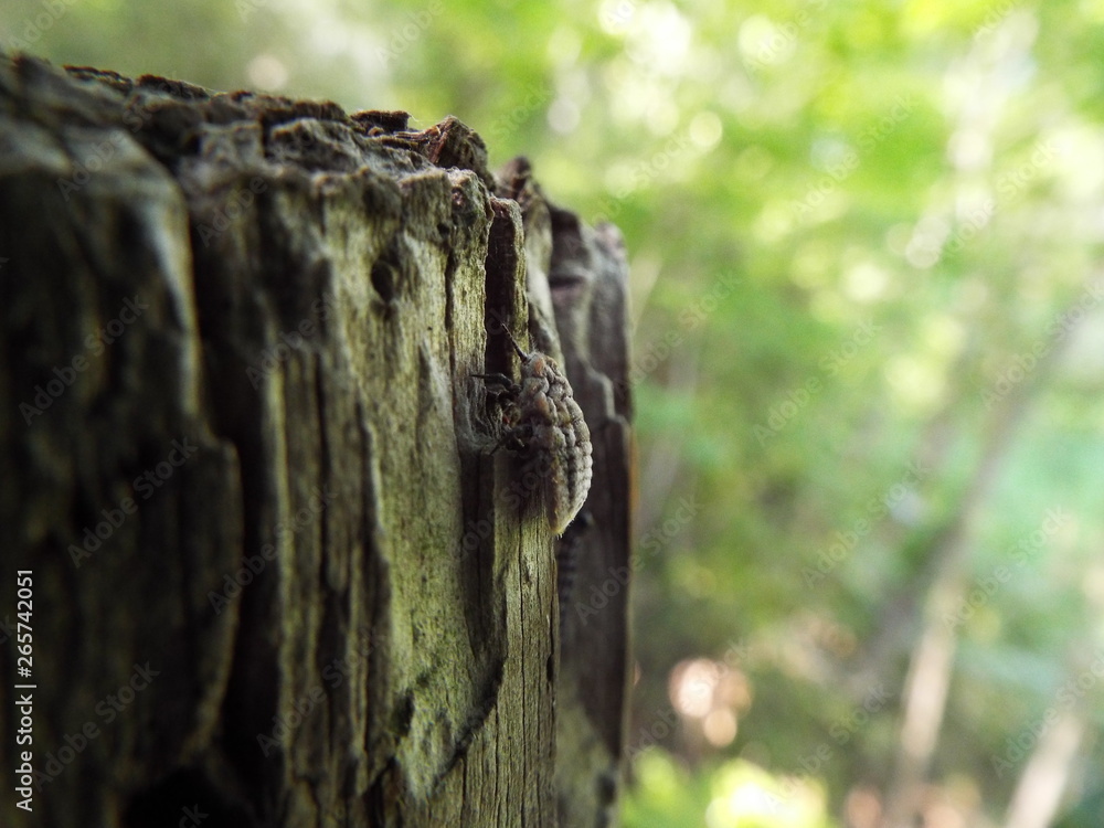 Obraz premium オオワラジカイガラムシ scale insect
