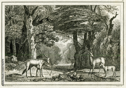 USA Florida Seminoles Indians Hunting Hunter Dummy Deer Archery Engraving 1837