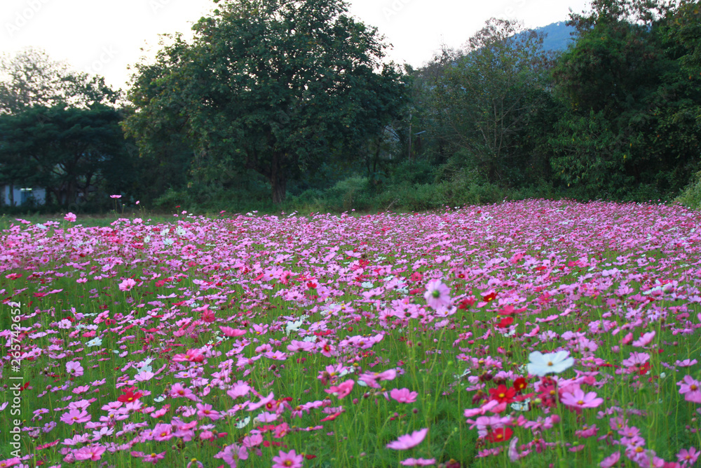 Sweet pink cosmos flowers are blooming in the outdoor garden with blurred natural background, So beautiful. Sweet pink cosmos flowers are blooming in the outdoor garden with blurred natural background, So beautiful.
